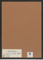 Coscinodiscus sol Wall (de-Toni-Nr.: Genus 202, Species 4884) Zeichnungen Sammlung Grunow Mappe 04722 (Herbarium_W_Grunow_drawings_Folder_04722)